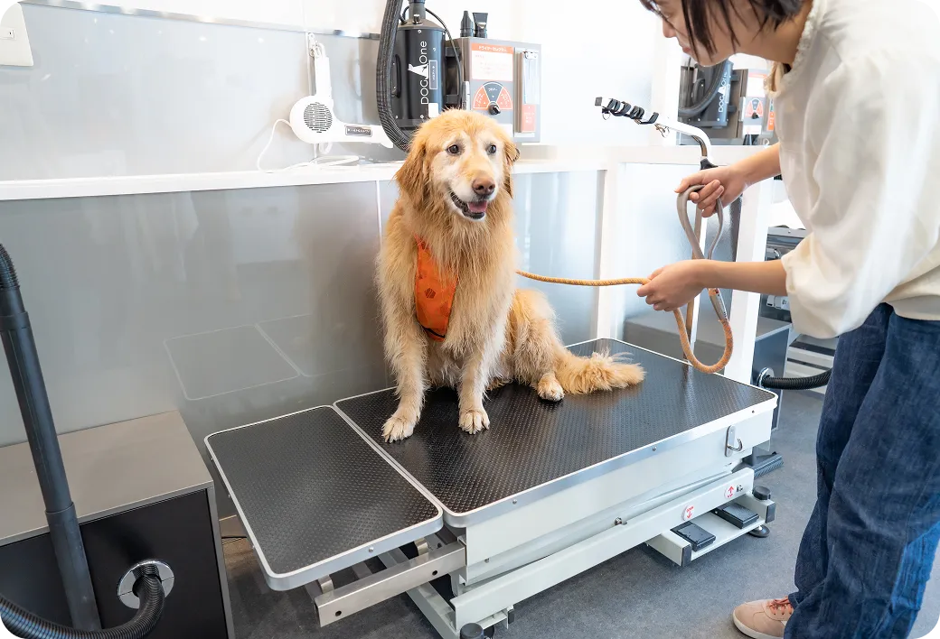 ドライヤーで乾かれる犬のイメージ