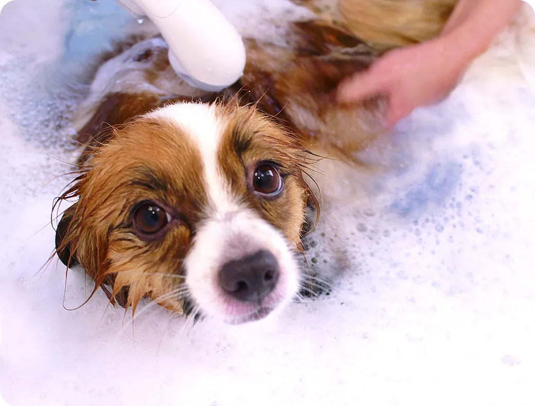 シャンプーしてもらう犬のイメージ