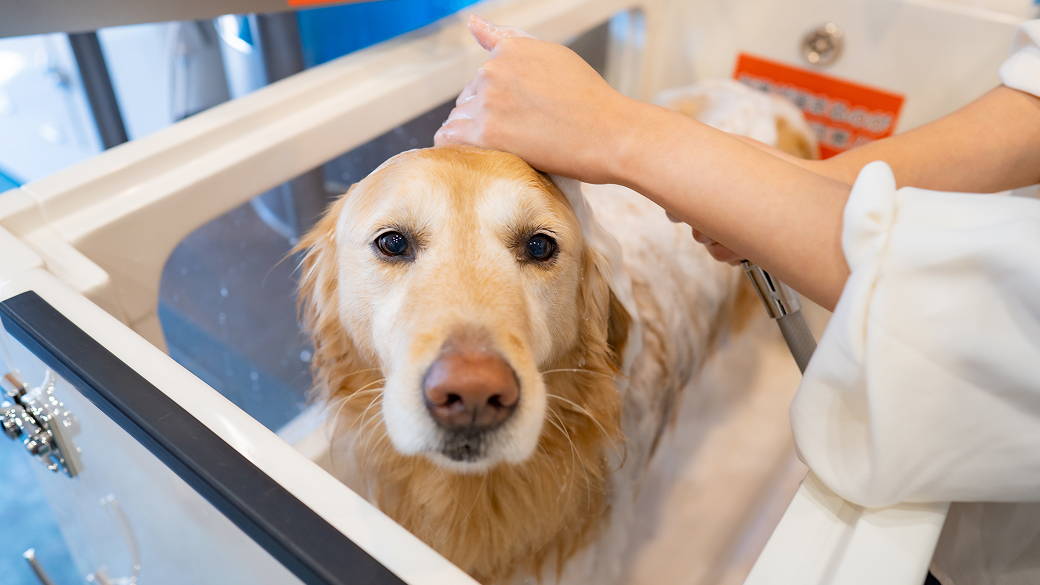 マイクロバブルバスとは？